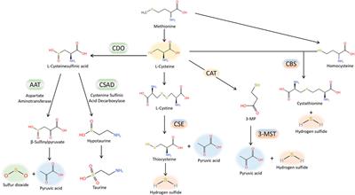 Sulfur signaling pathway in cardiovascular disease